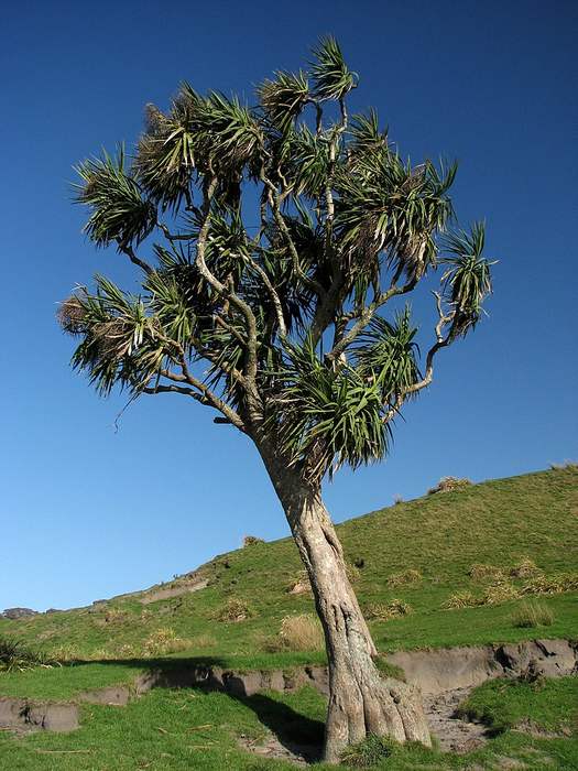 Кордилина южная (Cordyline australis), фото фотография растения