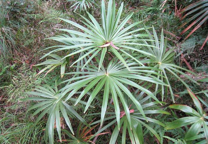 Ливистона южная (Livistona australis), фото фотография пальмы