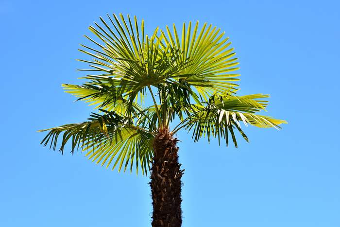 Пальма на фоне синего неба, фото фотография растения