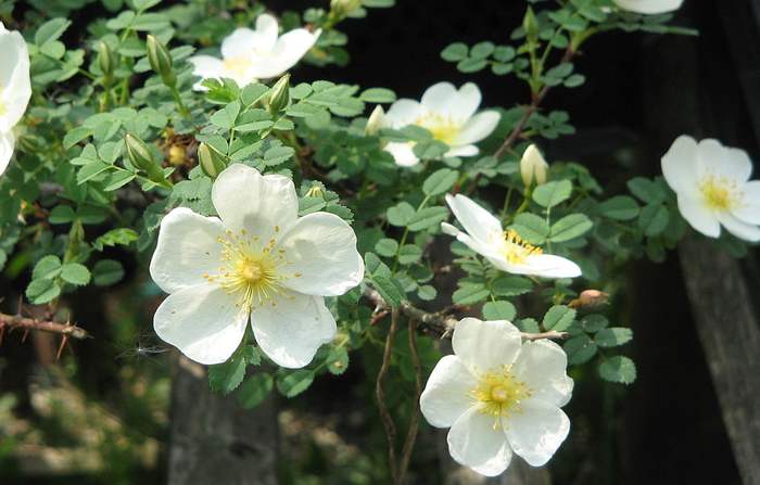 Роза пашенная (Rosa arvensis), фото фотография розы
