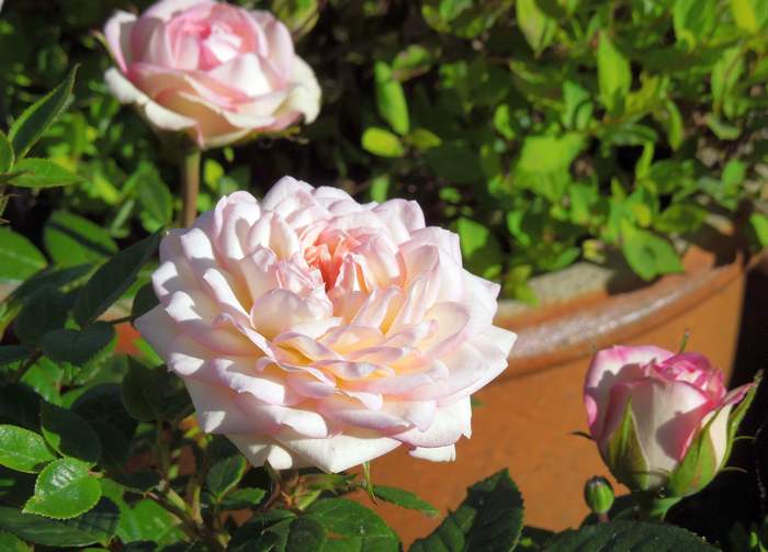 Цветущая роза, фото фотография комнатные цветы
