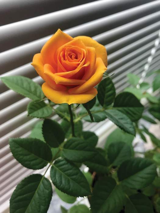 Цветущая роза, фото фотография комнатные цветы