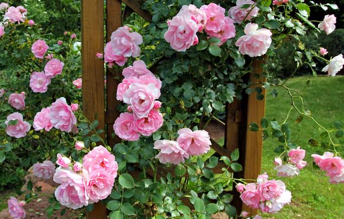 Розовые плетущиеся розы, фото фотография садовые растения