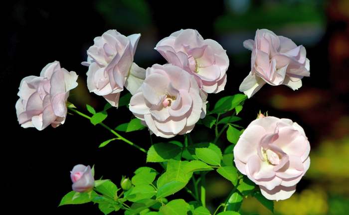 Бледно-розовые розы, фото фотография садовые растения