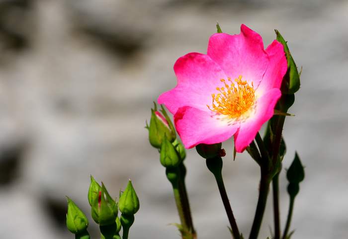 Роза красно-бурая (Rosa rubiginosa), фото фотография розы