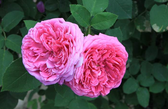 Роза дамасская (Rosa damascena), фото фотография розы