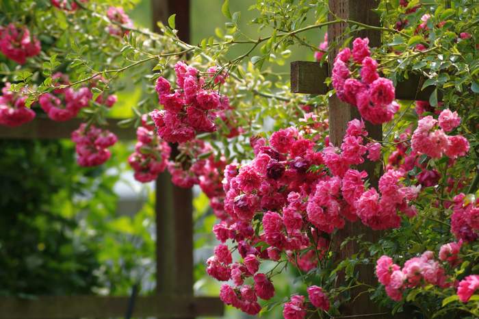 Плетистые розовые розы, фото фотография садовые растения