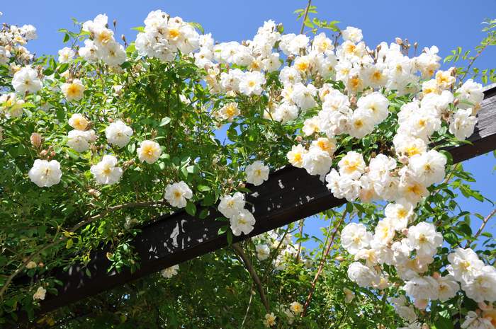 Плетистые бело-желтые розы, фото фотография садовые растения