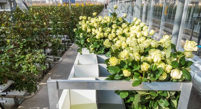 Голландские розы выращиваются в теплице, фото фотография цветы