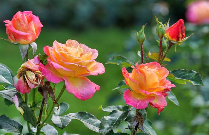 Красно-желтые розы на открытом грунте, фото фотография цветы