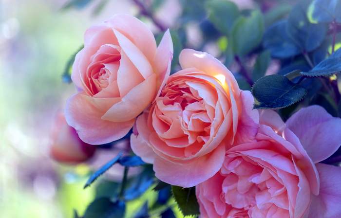 Розовые розы, фото фотография цветы