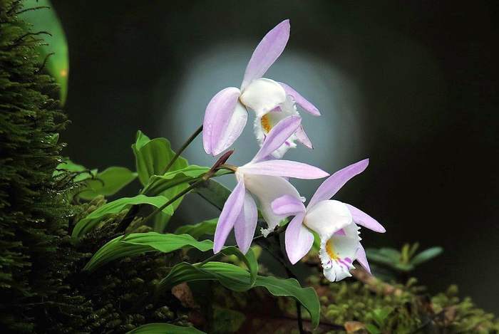 Плейоне Гукера (Pleione hookeriana), фото фотография орхидеи