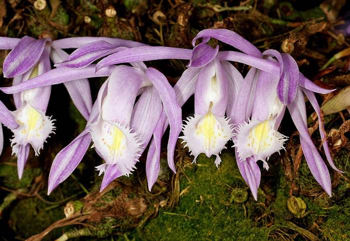 Плейоне ранняя (Pleione рrаесох), фото фотография орхидеи