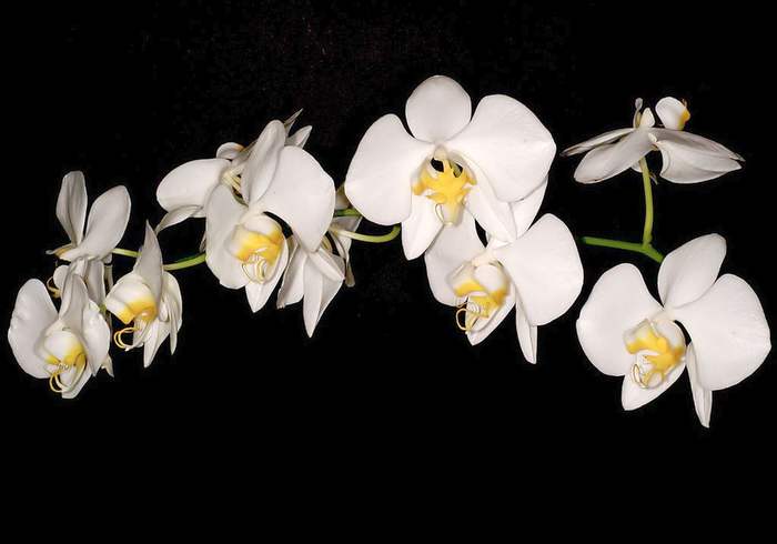   (Phalaenopsis amabilis),   