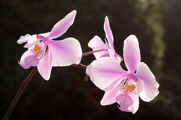   (Phalaenopsis schilleriana),   