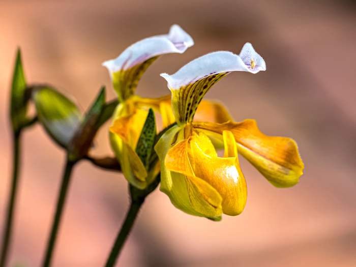 Пафиопедилюм гратриксианум (Paphiopedilum gratrixianum), фото фотография орхидеи