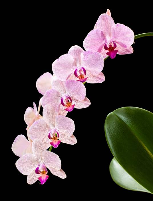 Фаленопсис (Phalaenopsis sp.), фото фотография орхидеи