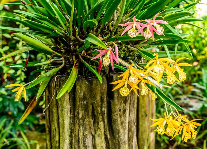 Брассокаттлея (Brassocattleya), фото фотография орхидеи