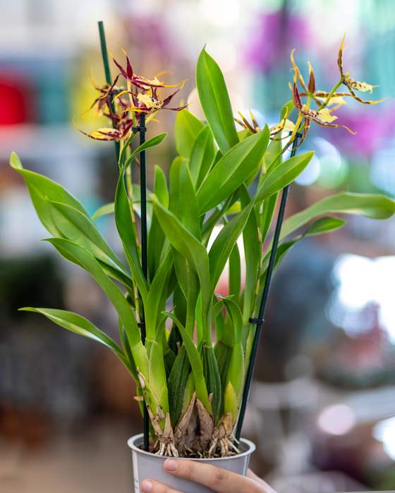 Брассия (Brassia), фото фотография орхидеи
