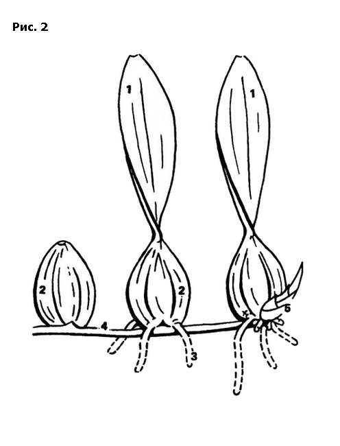 Симподиальные орхидеи, рисунок картинка орхидеи