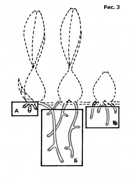 В развитии корневой системы большинства видов орхидей обычно четко прослеживаются три основные стадии, рисунок картинка орхидеи