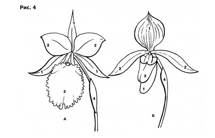 Строение цветков орхидей, рисунок картинка орхидеи