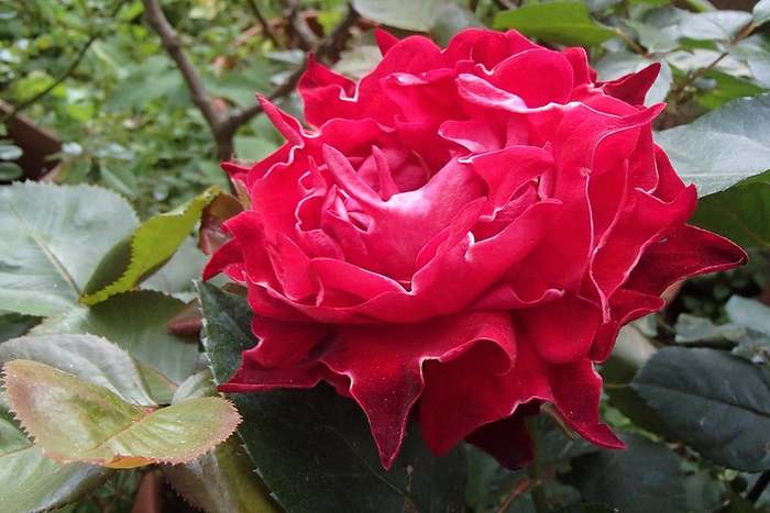 Роза Ruffles, фото фотография цветы