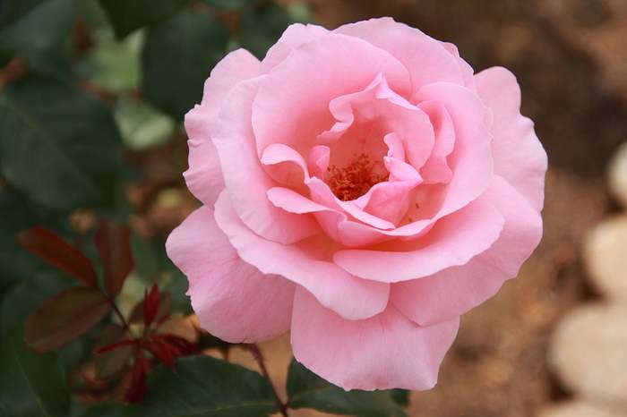 Роза The Queen Elizabeth, фото фотография цветы