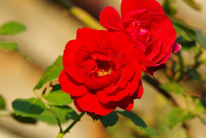 Роза Sympathie, фото фотография цветы