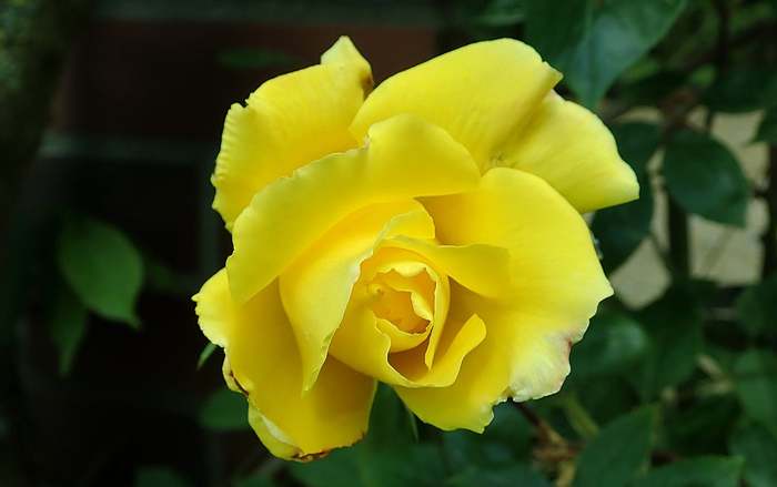 Роза Golden Showers, фото фотография цветы