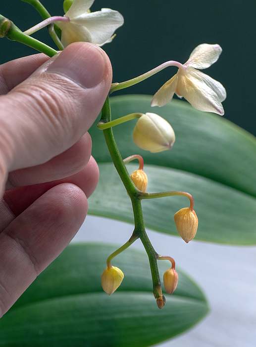 Больные цветы орхидеи, фото фотография орхидеи
