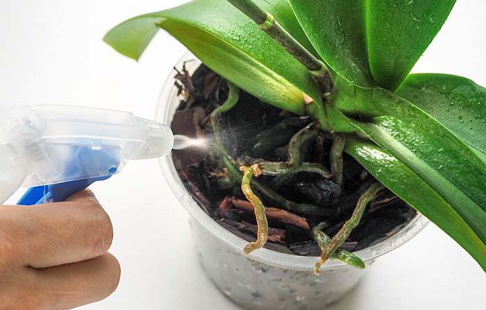 Опрыскивание корней орхидеи, фото фотография орхидеи