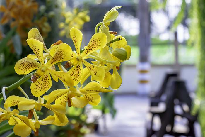 Желтая орхидея, фото фотография орхидеи