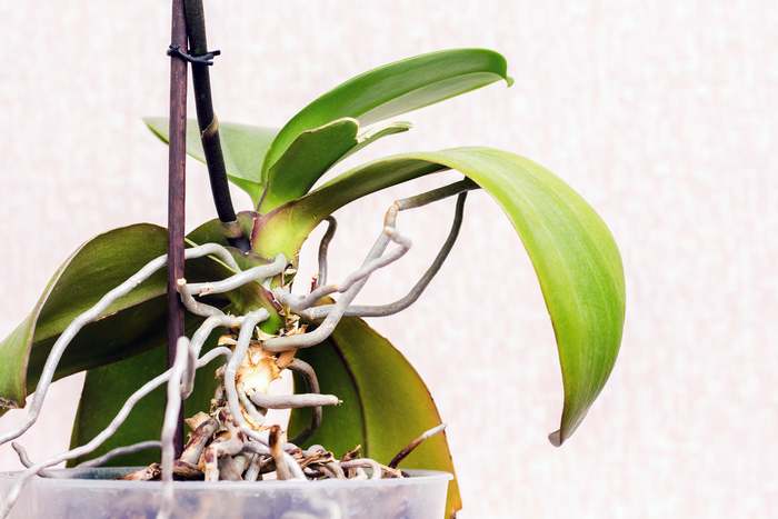Орхидея в горшке, фото фотография орхидеи