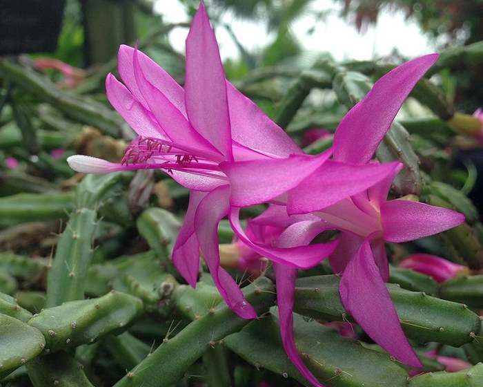 Хатиора розовая (Hatiora rosea), фото фотография кактусы