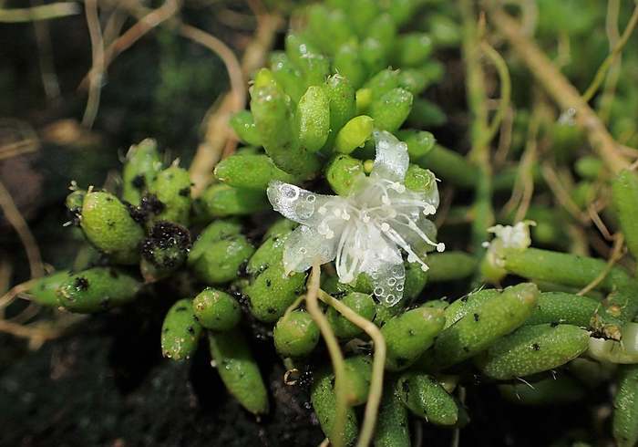 Рипсалис мезембриантемовый (Rhipsalis mesembryanthemoides), фото фотография кактусы