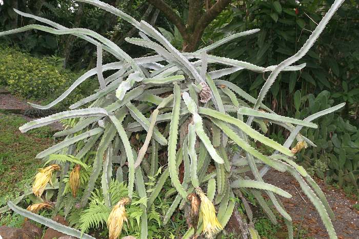 Гилоцереус коста-риканский (Hylocereus costaricensis), фото фотография кактусы