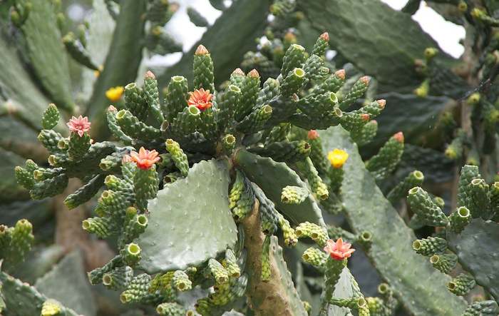 Консолеа (Consolea picardae), фото фотография кактусы