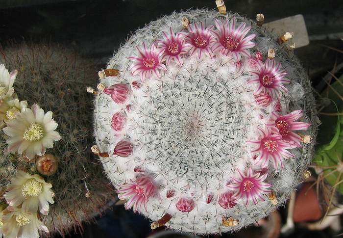 Маммиллярия белоснежная (Mammillaria candida), фото фотография кактусы
