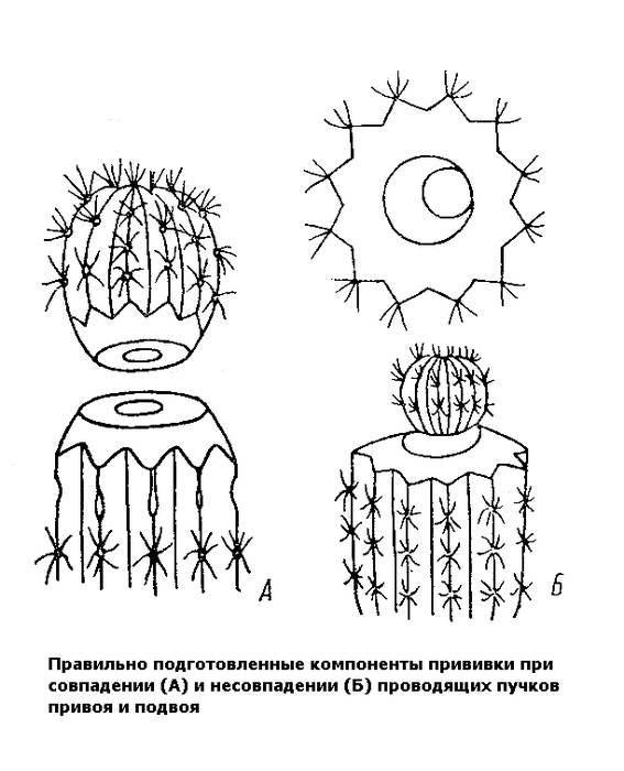 Правильно подготовленные компоненты прививки при совпадении и несовпадении проводящих пучков привоя и подвоя, рисунок картинка кактусы