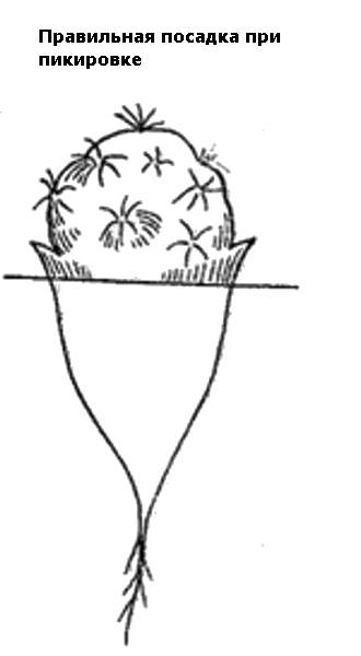 Правильная посадка кактуса при пикировке, рисунок картинка суккуленты