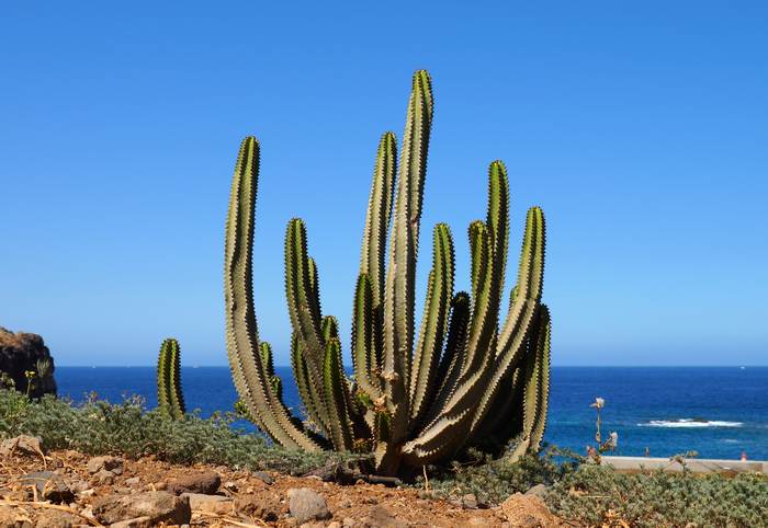 Кактус, растущий на берегу моря, фото фотография кактусы
