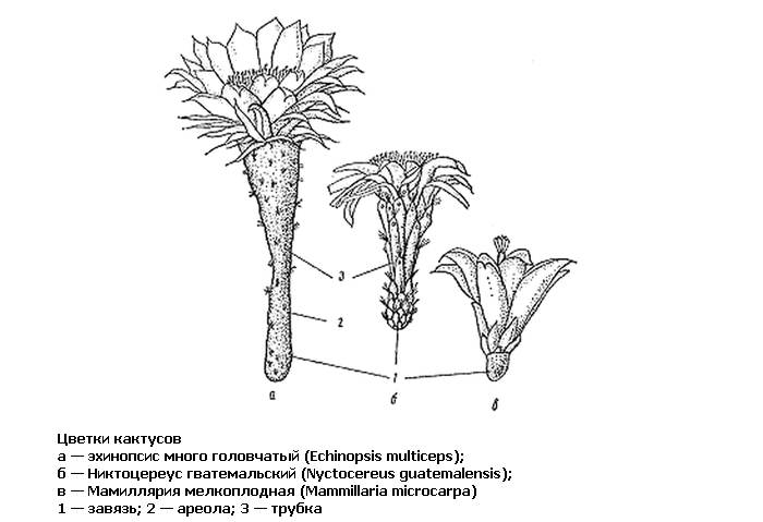 Цветки кактусов, рисунок картинка