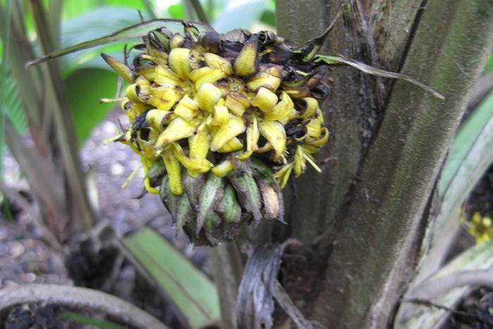 Молинерия головчатая (Molineria capitulata), фото фотография растения