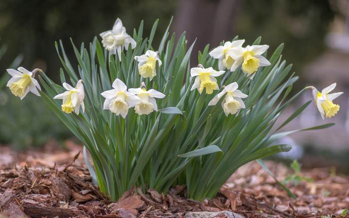   (Narcissus x hybridus),    