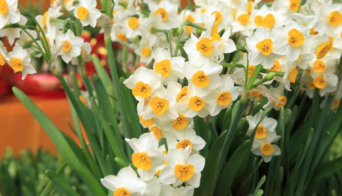   (Narcissus tazetta),    