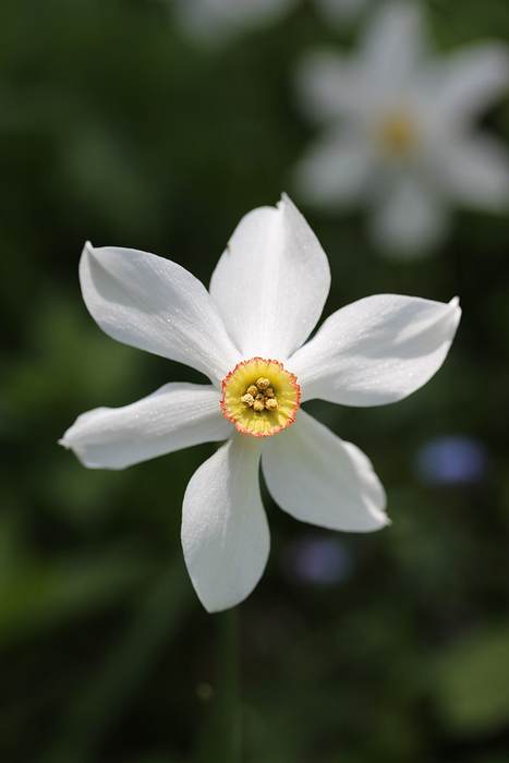   (Narcissus poeticus),    