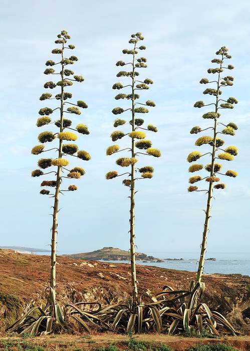 Агава американская (Agave americana), фото фотография растения