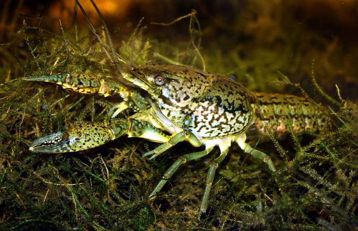 Мраморный рак (Procambarus fallax подвид virginalis), фото фотография амфибии