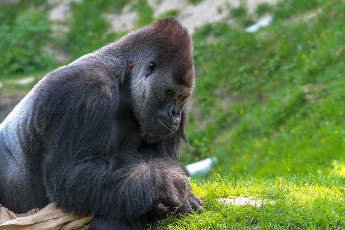 Западная равнинная горилла (Gorilla gorilla gorilla), фото фотография приматы